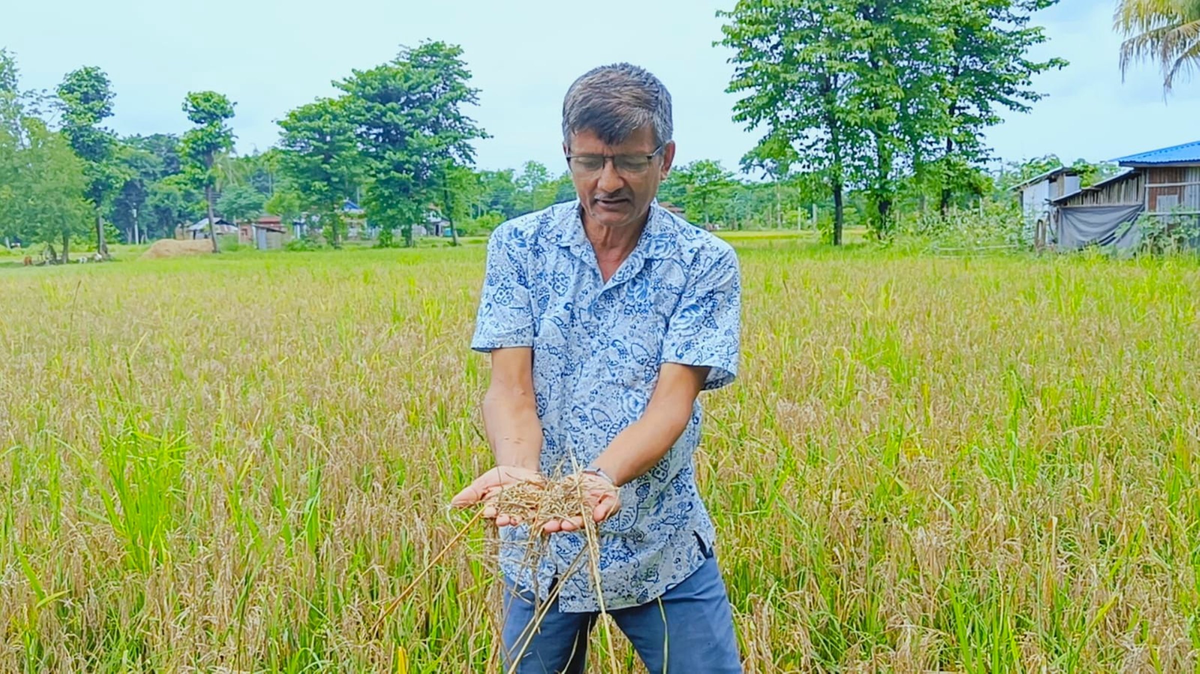 झापामा ‘नेक ब्लास्ट’ रोगले धानबाली बोटमै सुकेर नष्ट
